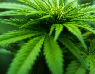 Can cannabis kill pain without getting you stoned?